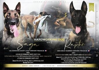 Belgický ovčák malinois