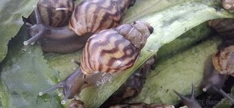 Africký šnek Achatina - 1