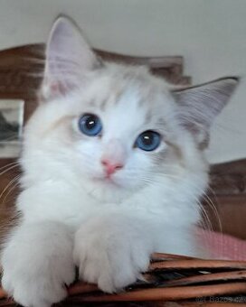 Kočičky ragdoll s PP