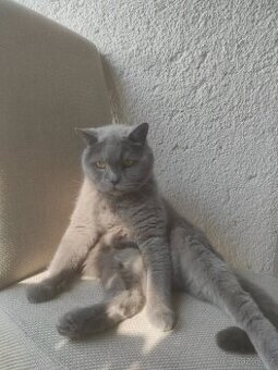 Daruji britskou kočku
