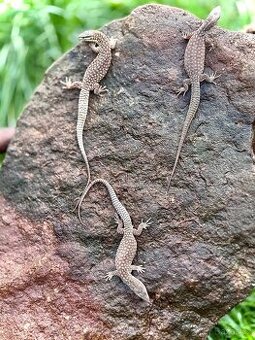 Varan ostnoocasý / Varanus acanthurus