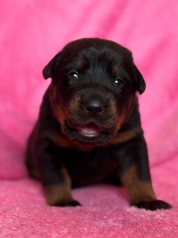 Beauceron štěńátka s PP ze zahraničního spojení