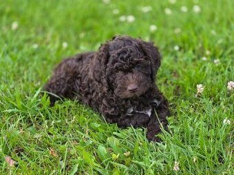 Lagotto romagnolo s PP - Angelo
