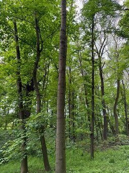Prodám lesní pozemek v k.ú. Stěbořice - 1