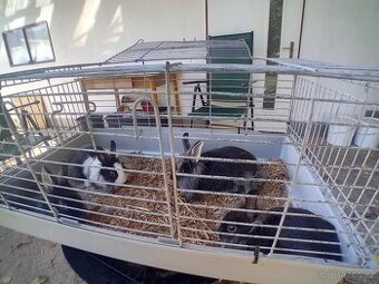 Zakrslí králík - 1