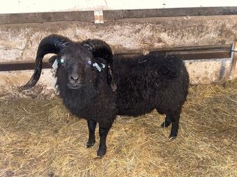 Ouessantská ovce - 2 plemenní berani s PoP