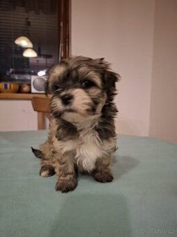Havanský psík - štěňata s PP