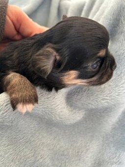 Čivava - kluci a holčička