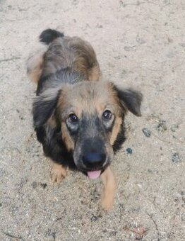 Štěňátka hledají nové domovy