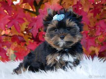 Jorkšírský teriér  - spaltbiewer