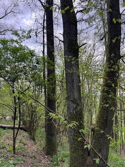 Prodám lesní pozemky v k.ú. Přeštěnice