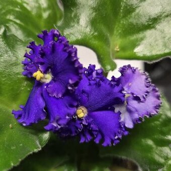 Fialka tmavě fialová "curly", zakořeněný list