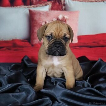 Francouzák a bordeauxská doga štěně