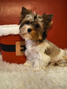 Barevný jorkšírský teriér s pp