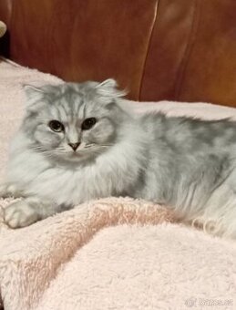 Kočička skotská klapouchá, necelý rok.