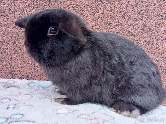 Volný Sameček - Anglický Zakrslý Beránek MiniLop