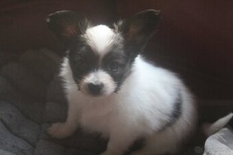 Papillon - pejsek s PP