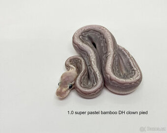 Krajta královská (Python regius)