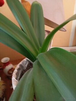 Clivia- Klívie řemenatka