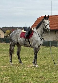 Valach s potenciálem do sportu - rezervace