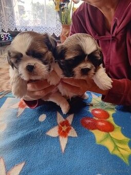 Shih-tzu štěnata