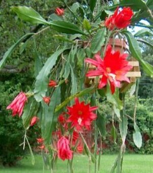 Epiphyllum ackermanii ,, Red Tip" - 1