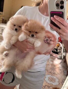 Pomeranian štěně 🐻