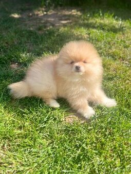 Pomeranian štěně ❤️‍🔥