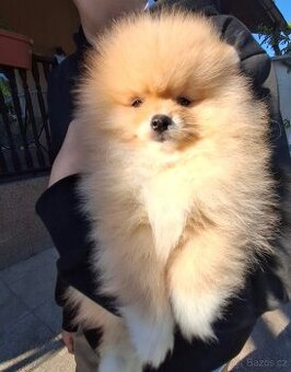 Pomeranian mini