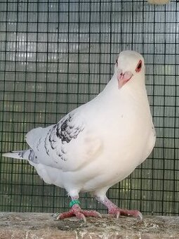 Holubi dragouni -