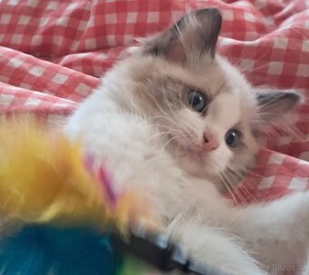 Koťátka ragdoll s PP - 1