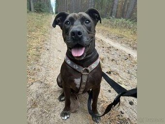 LEX K ADOPCI - skvělý parťák a mazel pro zkušené - 1