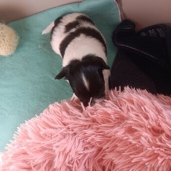 Papillon s PP feny - 1