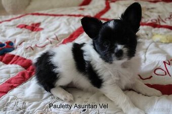 Papillon s PP feny