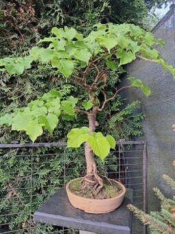 Bonsai,bonsaj Lípa