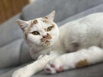 Britský kocourek hledá klidný a chápavý domov
