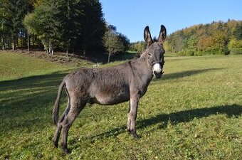 Osli na prodej - Vilík a Lui