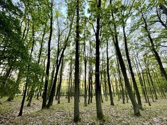 Prodej, pozemek, 950 m, , Brno - Medlánky, Česko