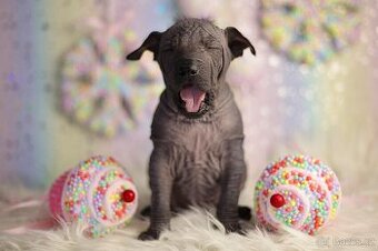 Peruansky naháč s PP