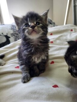 Mainská mývalí koťátka bez pp