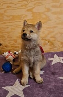 Československý vlčák, štěňata z Tajemné zahrady - 1