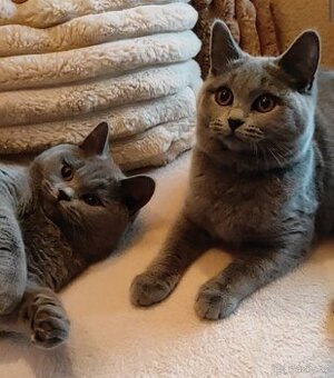 Britská koťátka britské kotě