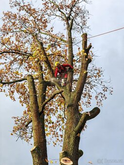 Rizikové kácení, ořezy stromů a údržba zahrad - HK kraj