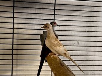 Holoubek diamantový