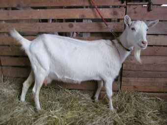 Prodám připuštěnou bílou kozu