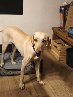 Štěňata k odběru