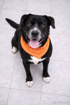 Adriana hledá domov