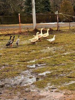 Prodám husy, Indický běžce a kachny pižmové