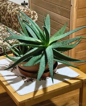 Aloe vera