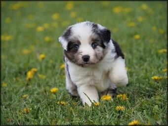 Miniaturni americký ovčák s PP- s rodokmenem FCI